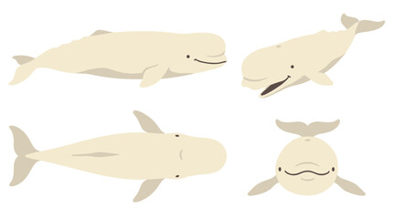 Beluga Whale Collection Vector Illustration