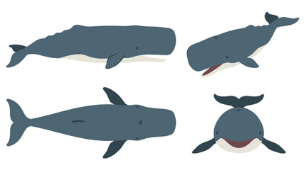 Sperm Whale Collection Vector Illustration