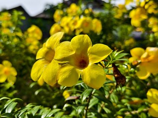 Allamanda cathartica flower in the morning