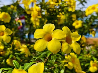 Allamanda cathartica flower in the morning