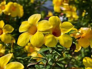 Allamanda cathartica flower in the morning