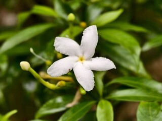 Mondokaki Flower (Tabernaemontana Divaricata) in the morning