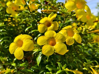 Allamanda cathartica flower in the morning