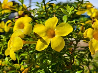 Allamanda cathartica flower in the morning