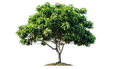 A vibrant, full tree showcasing a profusion of bright green leaves against a stark black background