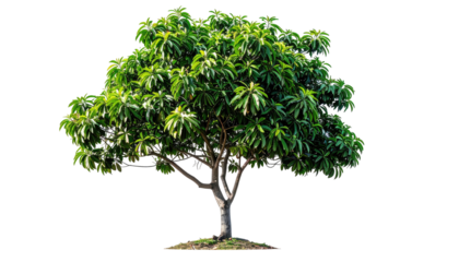 A vibrant, full tree showcasing a profusion of bright green leaves against a stark black background
