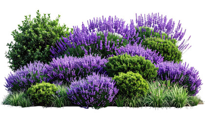 A vibrant garden bed featuring a mix of purple lavender and green, leafy shrubs, with grass