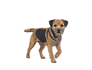 Obraz premium Border Terrier Dog Standing Vector Illustration