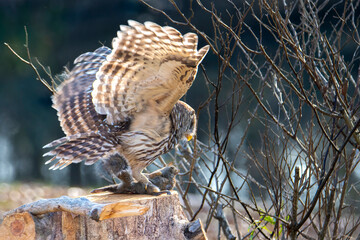 Barred Owl Perched