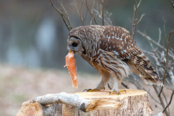 Barred Owl Perched