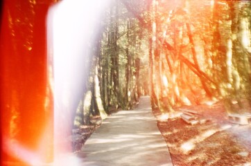 A Forest Park Shot On Expired Film
