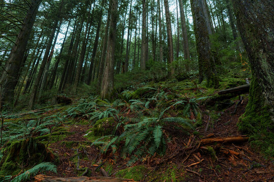 Mossy lushly green forest in Vancouver in summer 