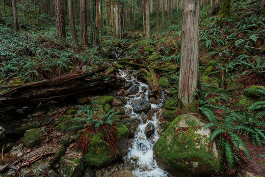 Creek through the forest on Vancouver island, Canada 