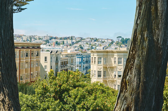 Colorful Buildings Amidst Greenery in Urban Landscape of San Francisco