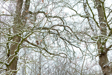 Fototapeta premium Forest and winter barren tree branches covered in snow after blizzard snowstorm. Painterly structure texture against a white background