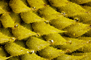 Sunflower micro detail, microscopic detail flower