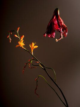 Crocosmia and amaryllis 