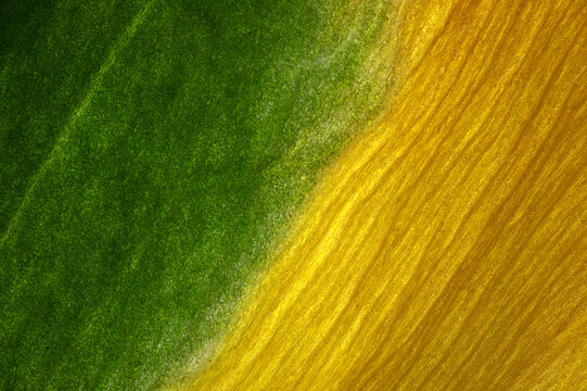 Detail of a ranunculus