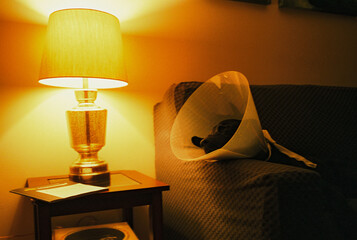 Dog with protective cone during the illness sleeping on the couch 