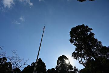 木漏れ日と見上げる日本国旗