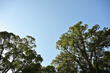 見上げる森林浴のリラックス