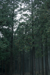 霧が出る幻想的な森の中