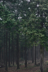 静かで薄暗い森の中