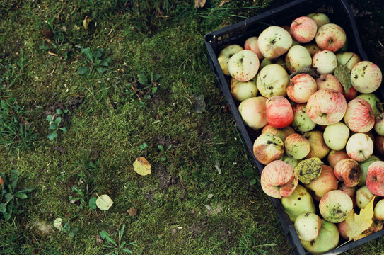 Crate of Fallen Apples on Mossy Grass

