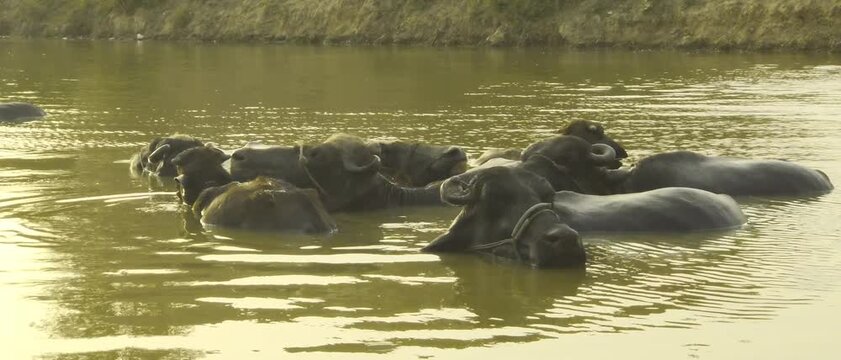 Water buffalo resting and cooling together in shallow river water during hot rural summer day