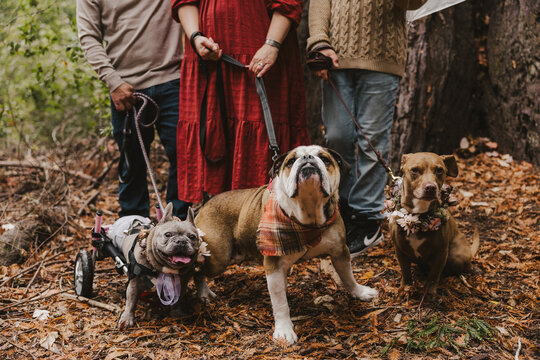 Dogs