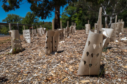 A mass planting of seedlings for bush regeneration - horizontal