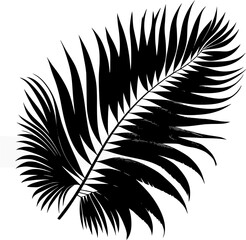 Black and white feather silhouette vector illustration set with bird quill leaf art design elements isolated on white background