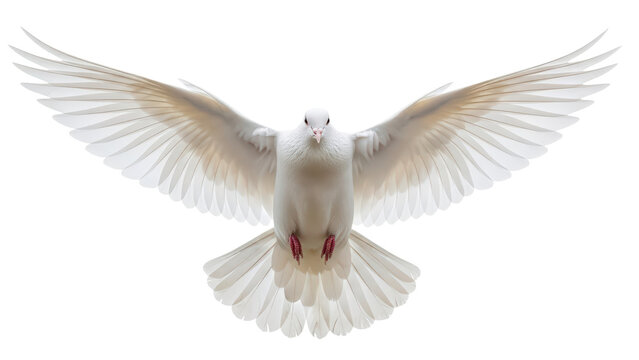 White dove flying with wings spread isolated on transparent background