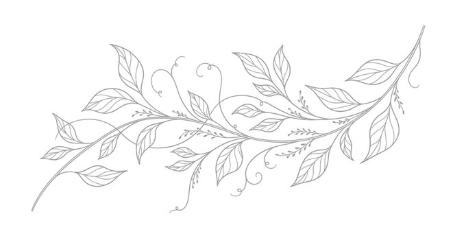 Elegant botanical illustration of delicate leaves and vines in intricate detail.
