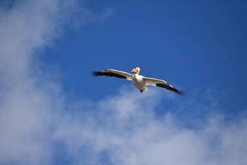 Obraz premium Pelican