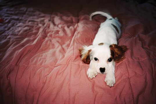 Puppy lying on pink blanket in cozy film-style shot