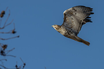Closeup of a red-tailed hawk in flight.