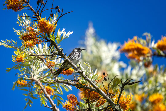 New holland honeyeater in a grevillea tree on a sunny day. The bird is perched on a branch