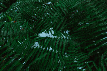 Unexpected snow on ferns 