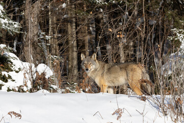 An Eastern or Algonquin wolf stands in the snow at the edge of a forest in Algonquin Provincial Park 