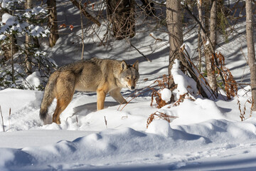 An Eastern or Algonquin wolf stands in the snow at the edge of a forest in Algonquin Provincial Park 