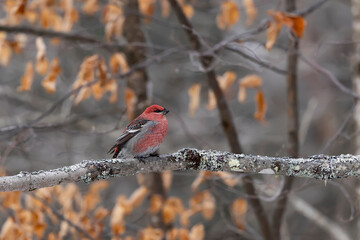 Male pine grosbeak perched in a maple tree in Algonquin Provincial Park during the finch irruption in winter 2026 