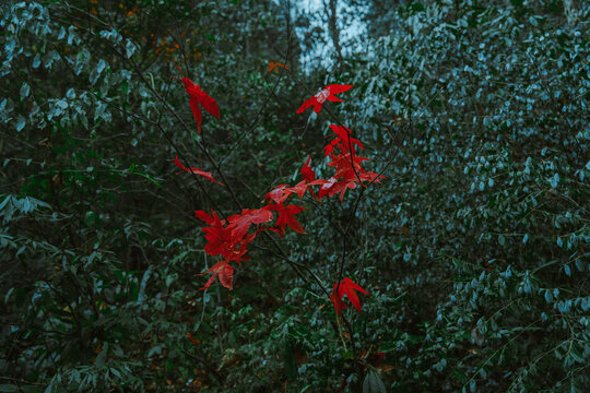 Orange maple tree in oriental garden