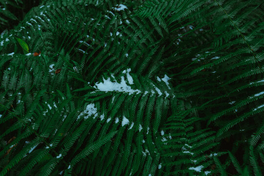 Unexpected snow on ferns 