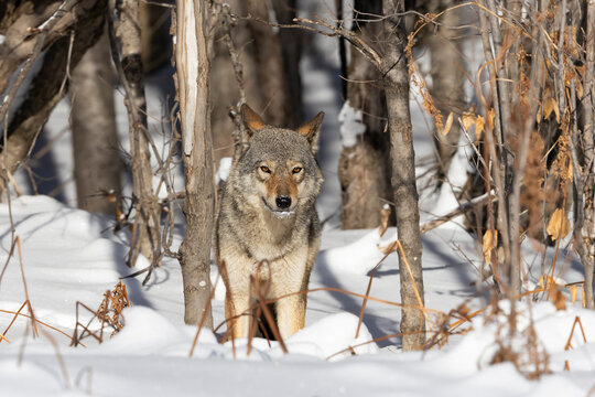 An Eastern or Algonquin wolf stands in the snow at the edge of a forest in Algonquin Provincial Park 