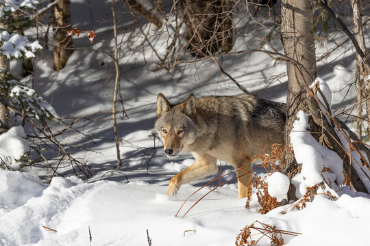 An Eastern or Algonquin wolf stands in the snow at the edge of a forest in Algonquin Provincial Park 