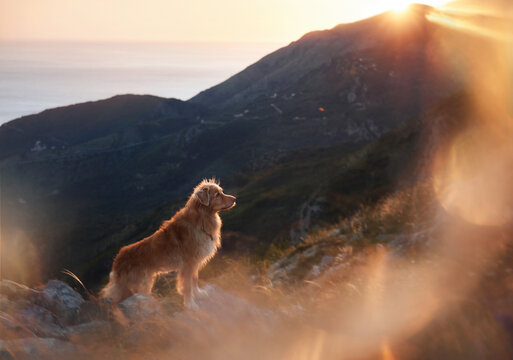 A golden retriever looks ahead from a sunlit ridge with glowing haze around. The mountaintop scene captures calm at the end of day.