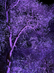 Tree in purple light at night