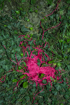 Synthetic threads interact with natural leaves