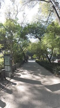 Hyperlapse walking through tree-canopied Avenida Mazatl&aacute;n median with pedestrians in Colonia Condesa, M&eacute;xico City. Vertical video